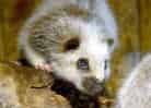 動物図鑑・ウスイロホソオクモネズミ 2